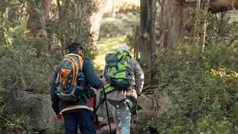 couple, hiking and walking in forest