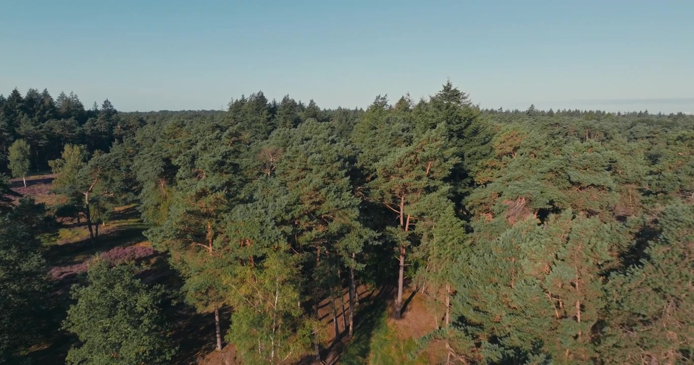 Drone approaches the boundary between open purple heathland and forest and continues flying over tall green treetops under a clear blue sky.