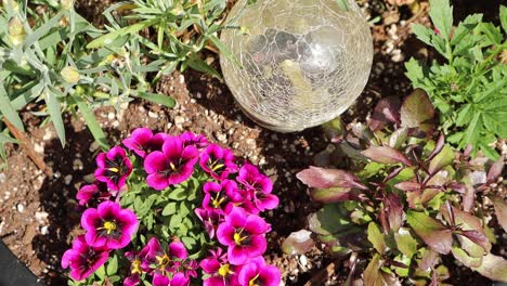 Plant-on-the-deck-in-planter-with-solar-light