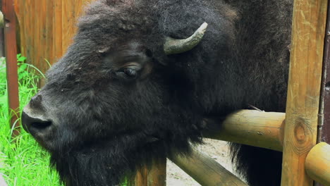 gran mamífero marrón bisonte con cuernos en el zoológico detrás de las cercas. animal salvaje.