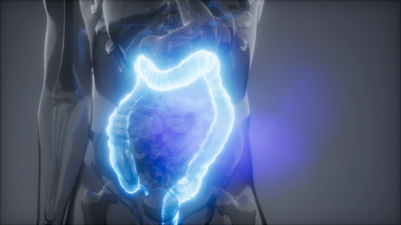 examen de radiología del colon humano
