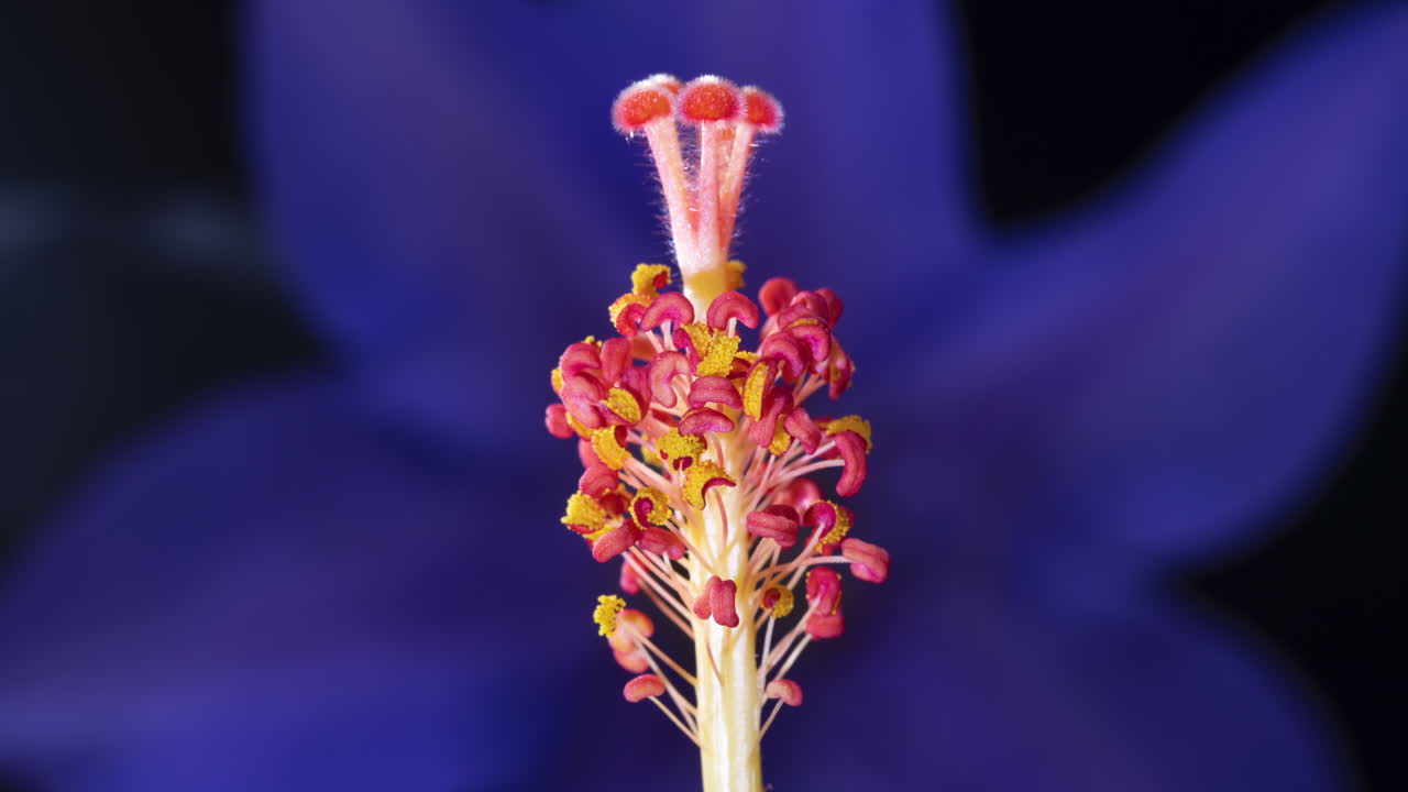 video macro-time-lapse de la floración de la flor de hibisco rojo y la apertura de los sacos de polen sobre un fondo de clematis púrpura
