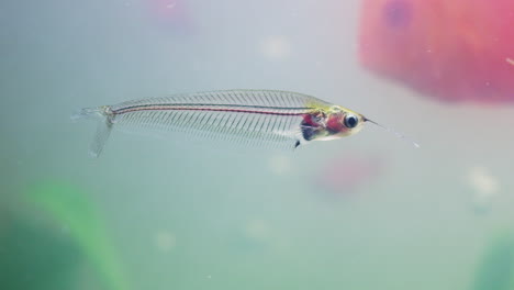 durchsichtige fische im aquarium