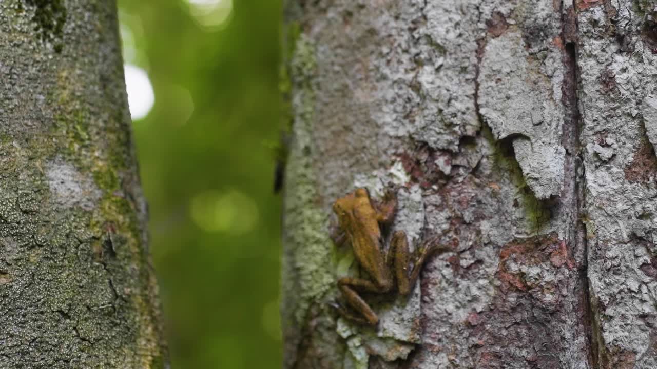 Mimetismo criptico di una rana su un tronco d'albero dalla texture marcata