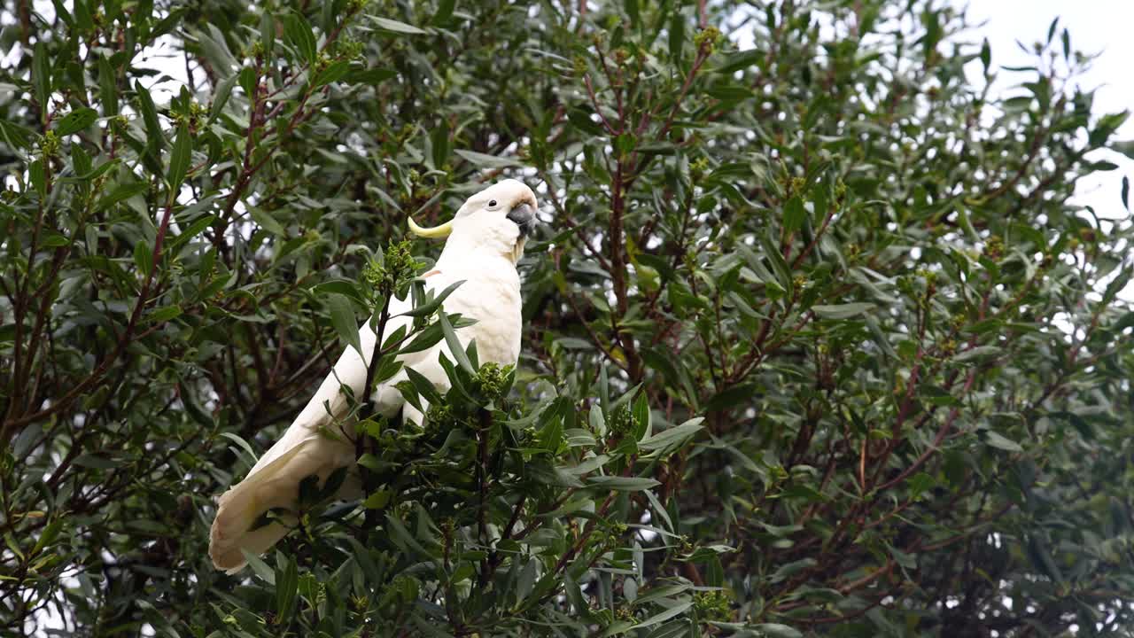 una cacatúa se sienta entre las ramas de los árboles