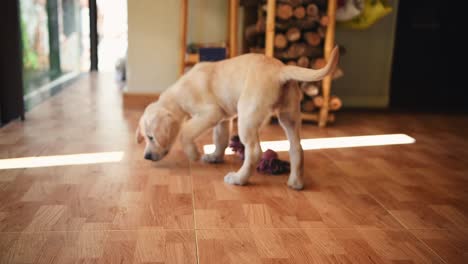 golden retriever puppy sniffing the floor of a house