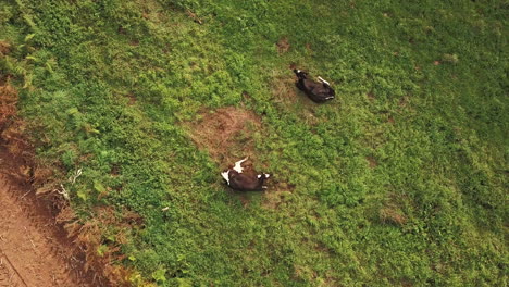 Top-Down-Aerial-Shot-of-Cows-Grazing-in-a-Field
