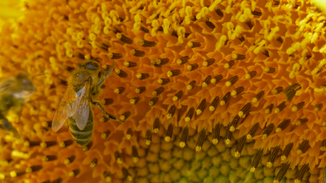fotografía de cerca de una pareja de abejas silvestres recogiendo néctar de girasol amarillo en el desierto - imágenes en cámara lenta
