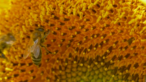 close up shot of wild bee couple gathering nectar of yellow sunflower in wilderness - slow motion footage