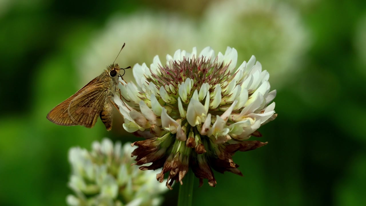 Telicota colon pale palm dart butterfly pollinating Trifolium repens white clover flowers in a Himalayan spring habitat in himachal pradesh, india.