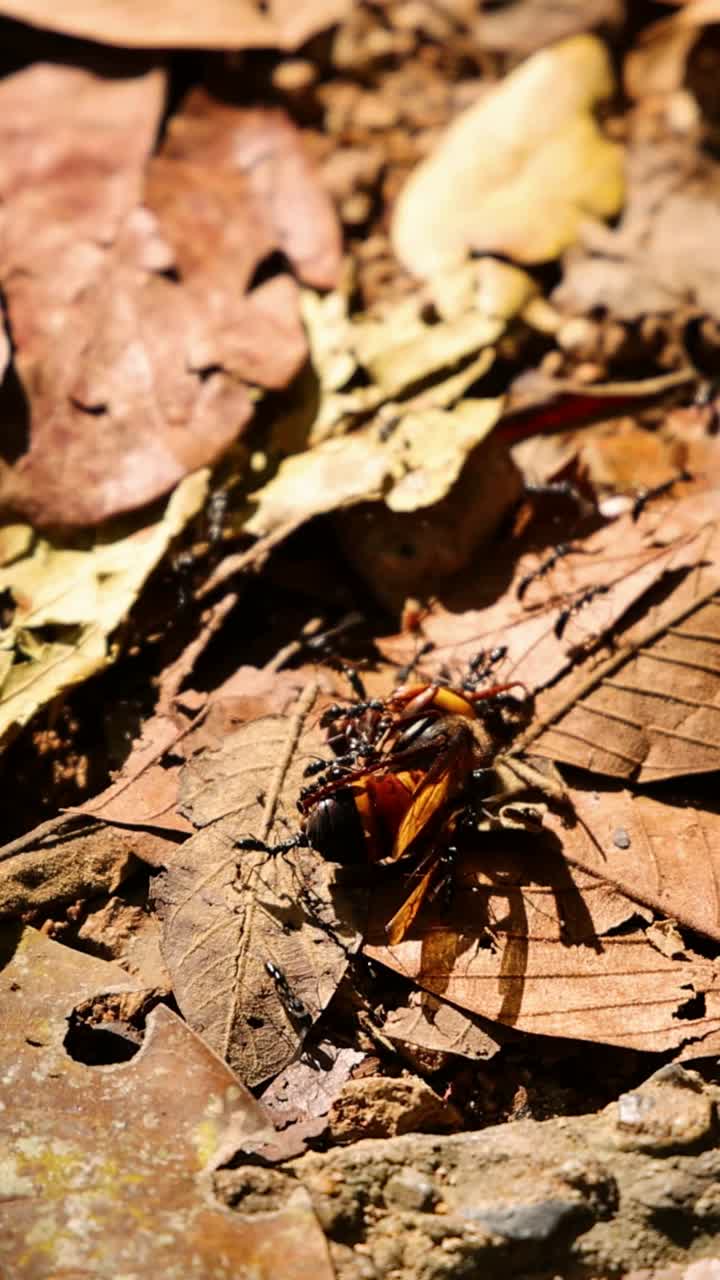 hormiga que transporta fragmentos de hojas en el hábitat natural
