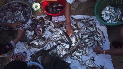 top down view of fishermen and women sorting the catch from a fishing boat on a vietnam beach in early morning