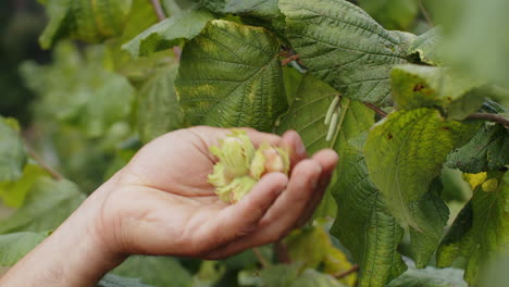 close-up male farmer hand plucks collects ripe hazelnuts from a deciduous hazel tree bunch in garden