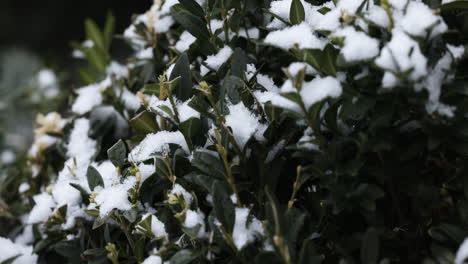 frozen bushes