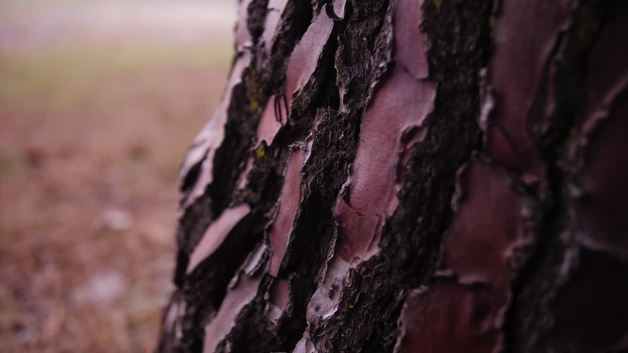 Pine Tree Beauty Gorgeous and Crisp Bark