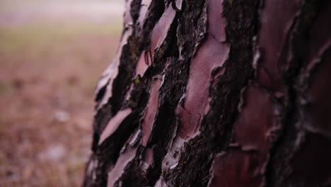 pine tree beauty gorgeous and crisp bark