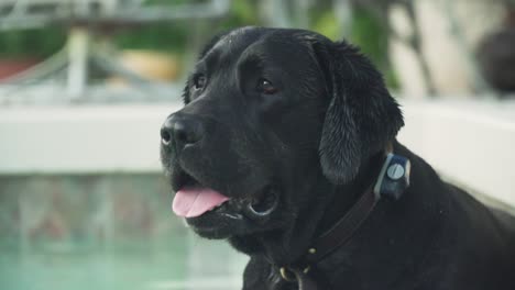 black labrador retriever sitting in pool close up