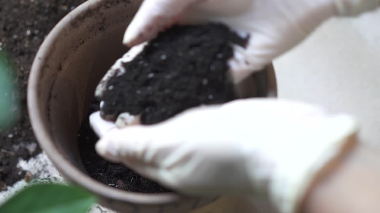 plantar una planta de interior en una olla