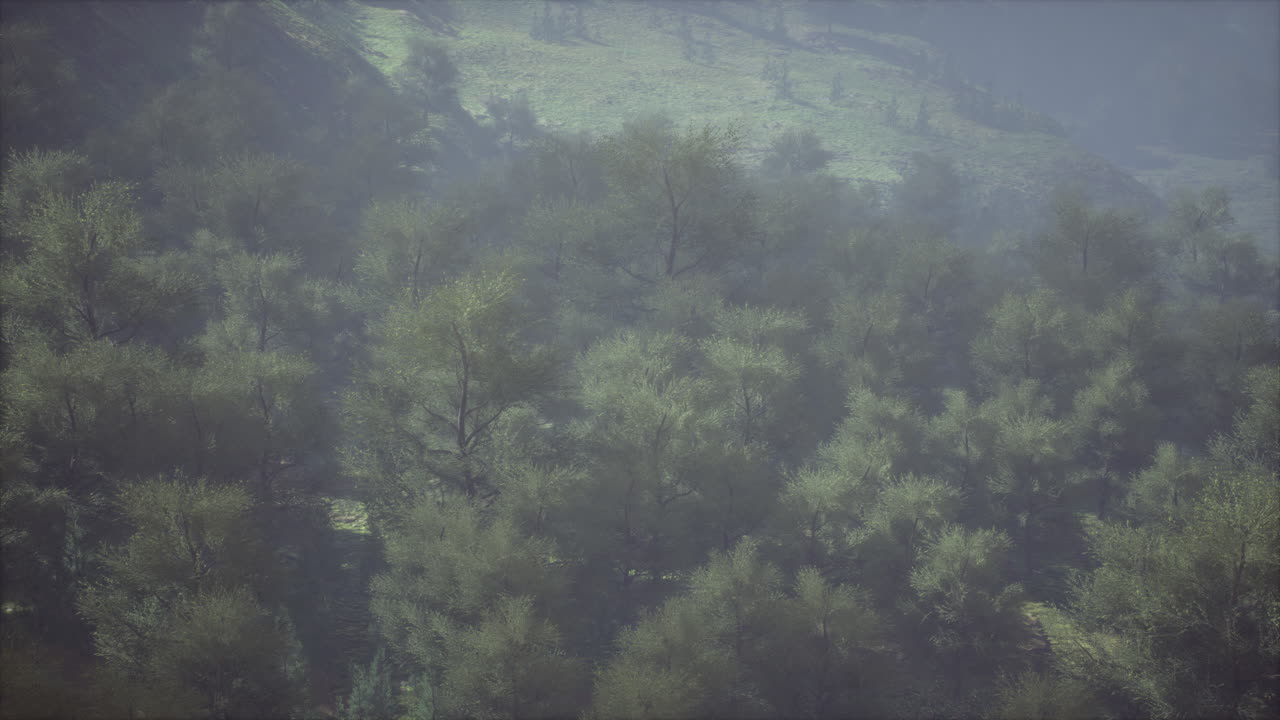 Aerial forest scenery European Fores