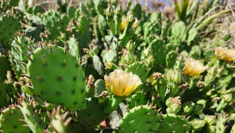 Close-up-of-a-prickly-pear-cactus-in-bloom-in-Karadag,-Crimea,-Russia