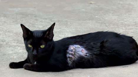 homeless black kitten cat