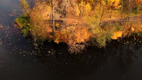 Aerial-top-down-view-of-autumn-forest-with-green-and-yellow-trees