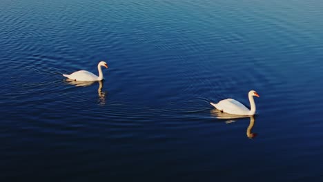 golden sunlight illuminates water as two swans move in perfect synchronization