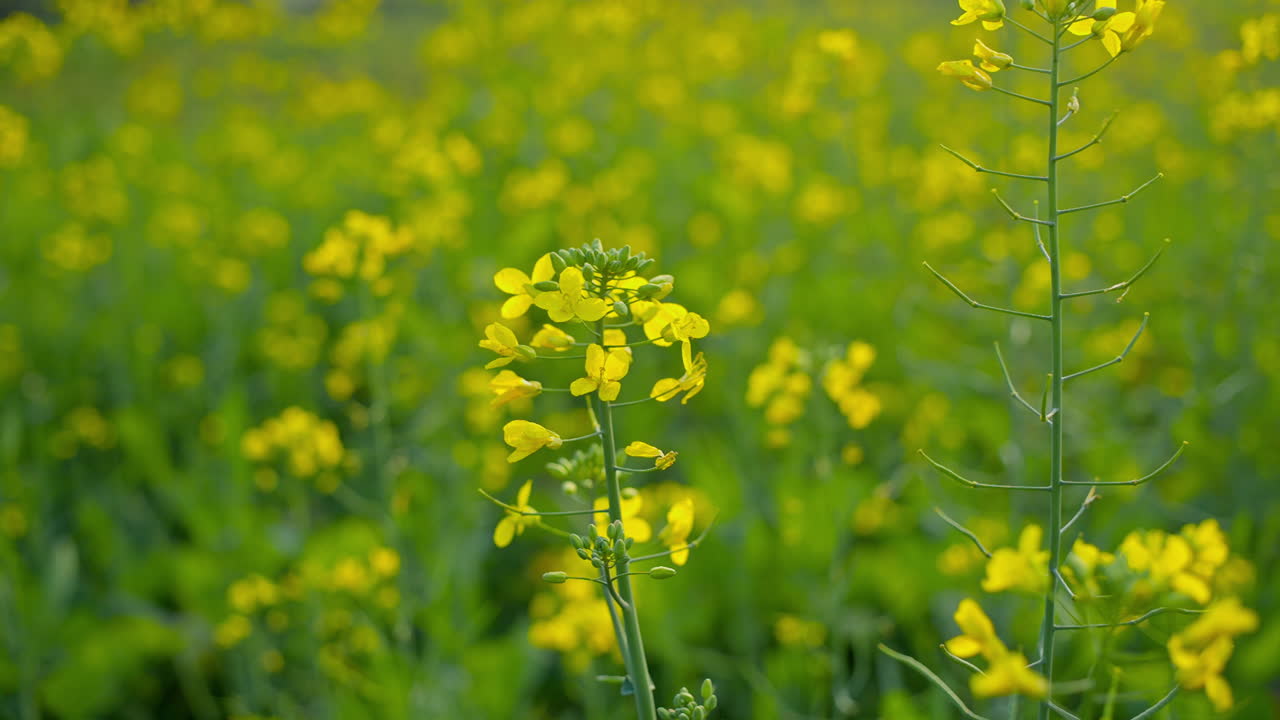 A field of mustard plants with beautiful yellow flowers.