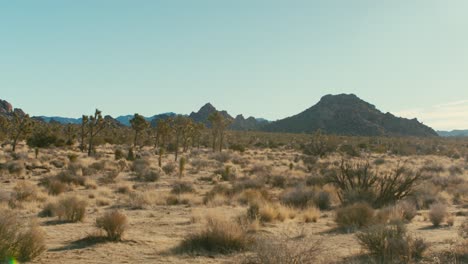 Joshua-tree-national-park-wide-establish-shot