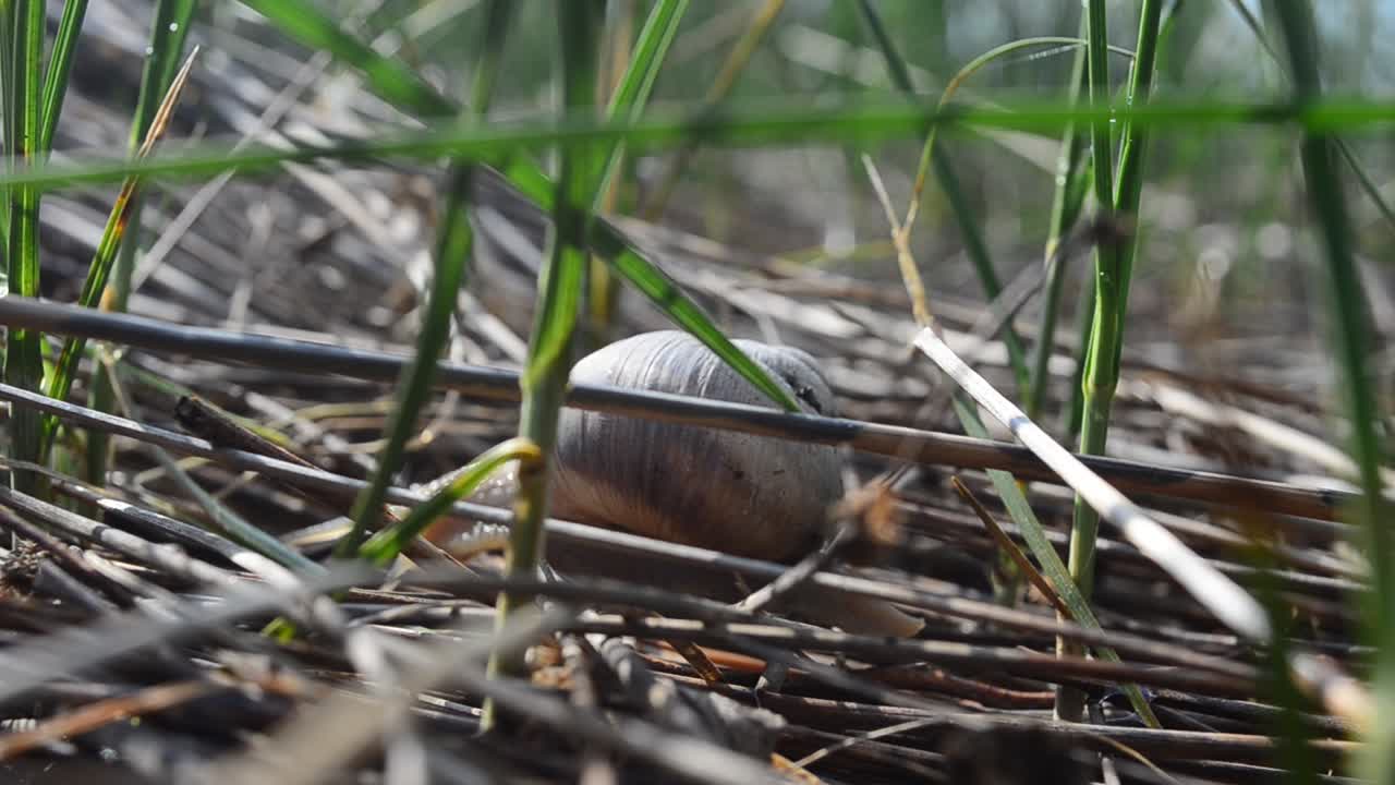 Snail in the garden on the grass. Shooting of a snail