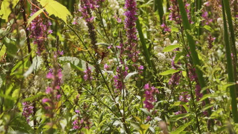 hummingbird clearwing moth butterfly eat nectar in flowers