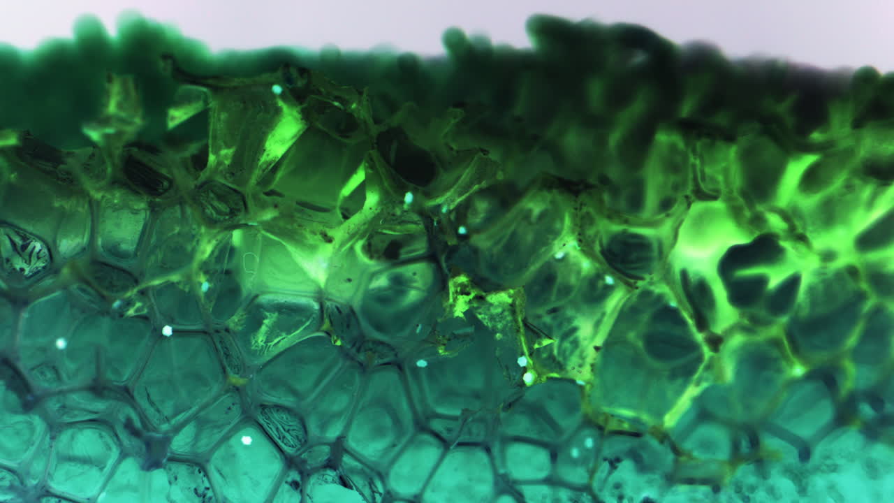 Microscopic View of Plant Tissue