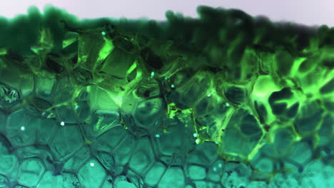 microscopic view of plant tissue