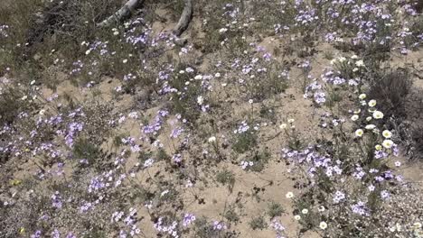 Fields-of-desert-wild-flowers-growing-next-to-Joshua-Trees