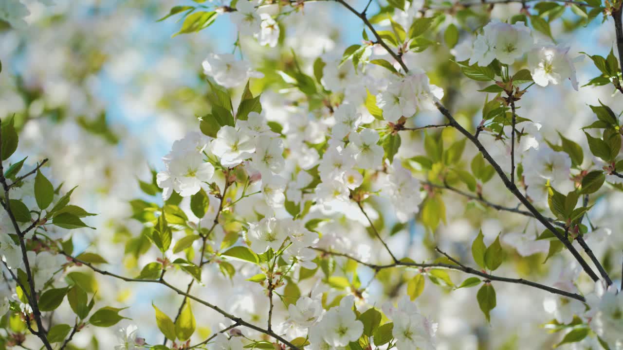 봄에 꽃을 피우는 사쿠라 나무