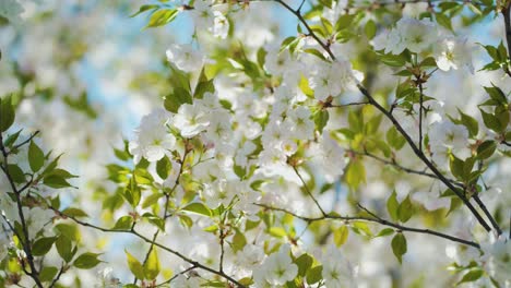 árbol de sakura floreciendo en la primavera