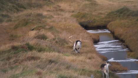 Reindeer-grazing-in-highland-grass-along-small-river-stream-in-Iceland