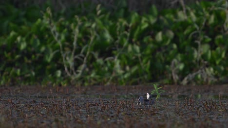 Cotton-pygmy-goose-Feeding-in-Wetland