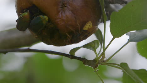 Avispas-De-Chaqueta-Amarilla-Y-Escarabajos-Figeater-Comiendo-De-Una-Pera-Podrida-Mientras-Cuelga-De-Una-Rama-De-árbol-A-Fines-Del-Verano