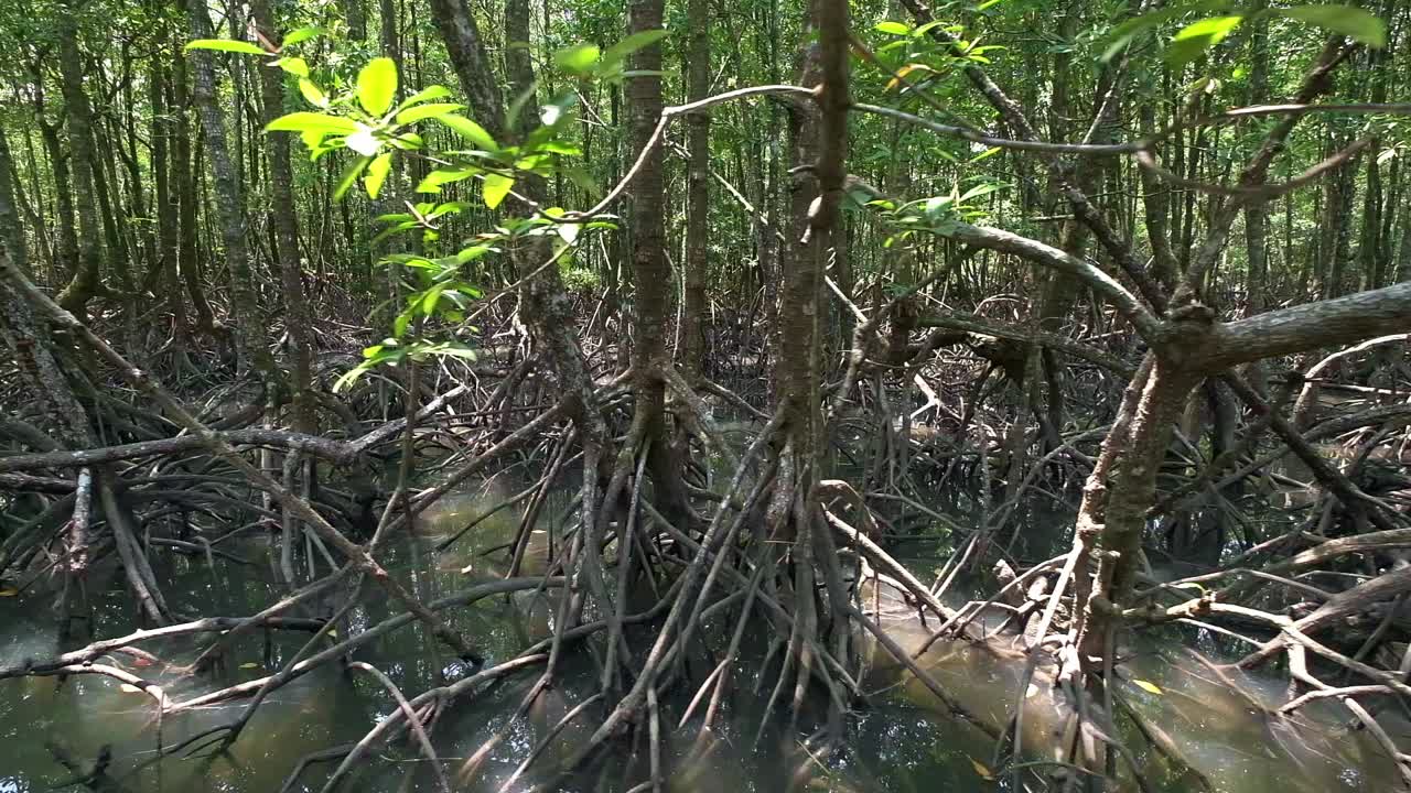 Carrellata da destra a sinistra di una foresta di mangrovie in Thailandia
