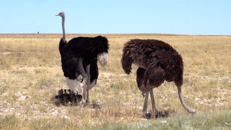 Strauße-Mit-Ihren-Küken-Im-Etosha-Nationalpark