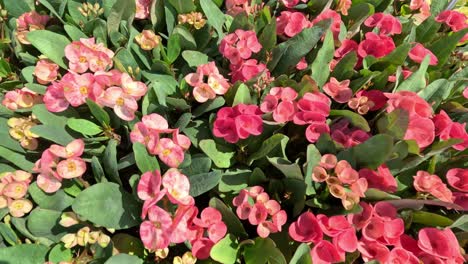 a vibrant display of euphorbia milii flowers.