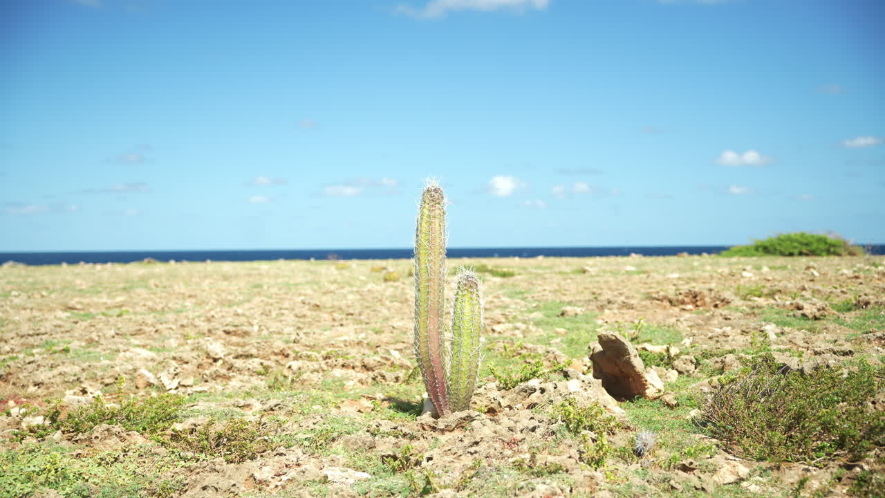 A cactus rises from sandy field, tropical desert plant thriving under Caribbean sun in symmetrical composition