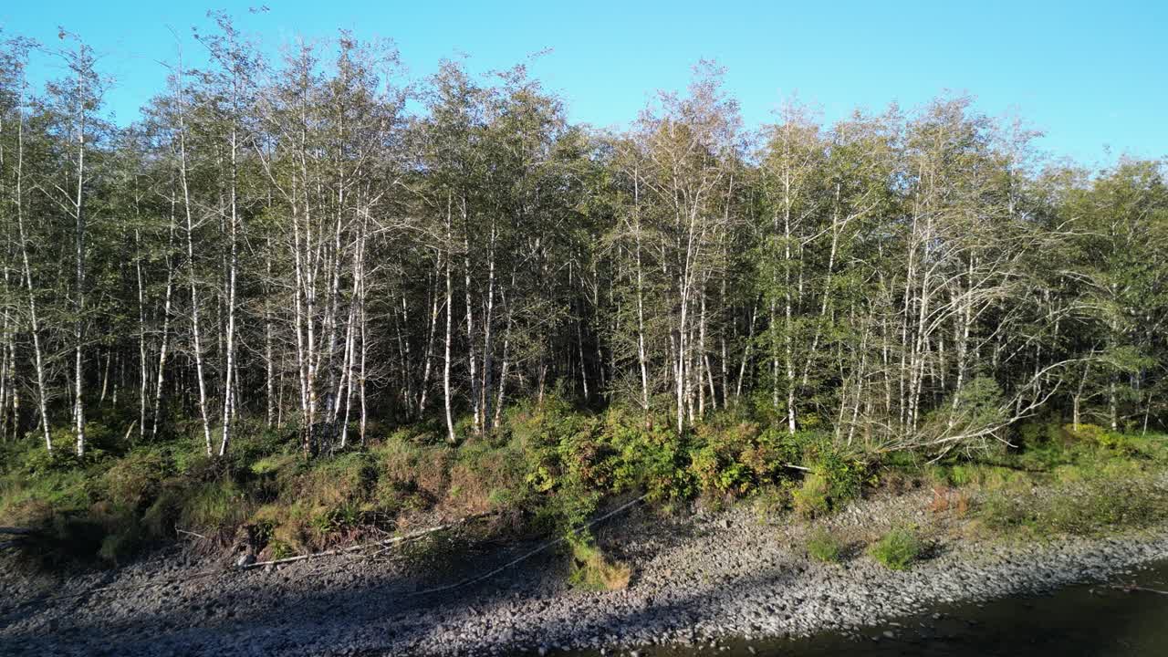 Drone view of dense forest trees with rocky shoreline edge in natural light in the wilderness