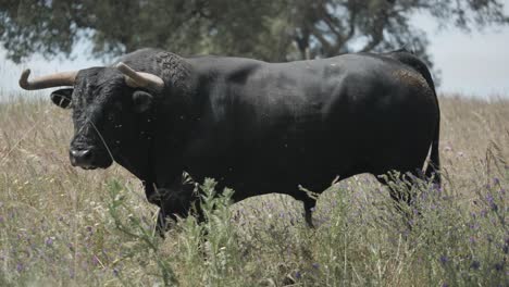 footage of an angry bull walking in the field