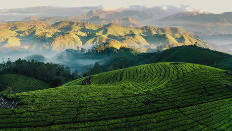 sunrise over a tea plantation in the mountains