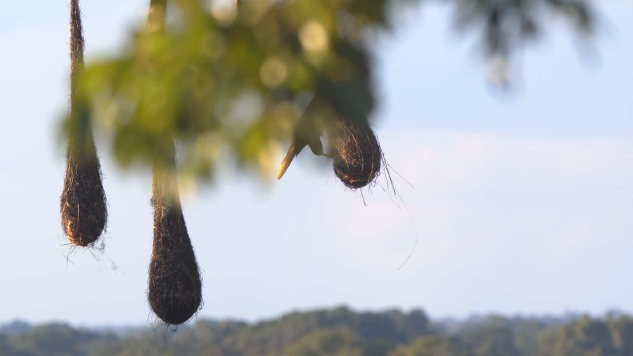 Displaying and alert, a male Crested Oropendola stands watch over its nest in Peru’s Amazon jungle, wide shot of colony