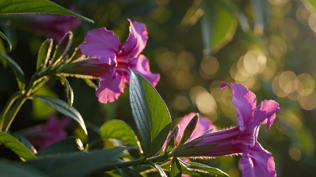 Video ravvicinato di fiori rosa vivaci con uno sfondo bokeh sfocato, ripreso all'altezza degli occhi.
