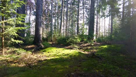 rural shot of wild forest full of green trees with sunlight, zcech republic