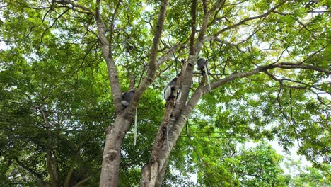 monkeys of southern thailand near beaches and jungles, showing their playful and wild side in this amazing wildlife adventure. known as the dusky leaf monkey also known as the spectacled langur